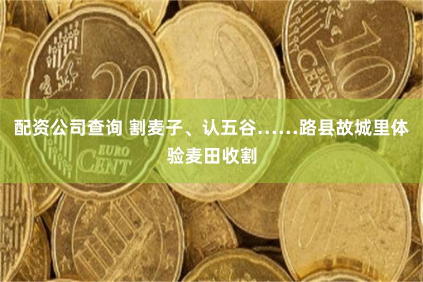 配资公司查询 割麦子、认五谷……路县故城里体验麦田收割