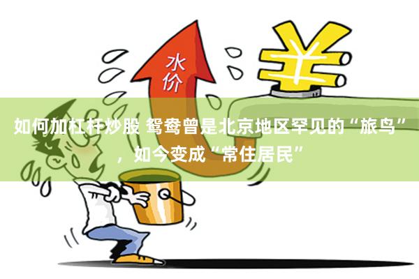 如何加杠杆炒股 鸳鸯曾是北京地区罕见的“旅鸟”，如今变成“常住居民”